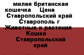 милая британская кошечка. › Цена ­ 2 000 - Ставропольский край, Ставрополь г. Животные и растения » Кошки   . Ставропольский край